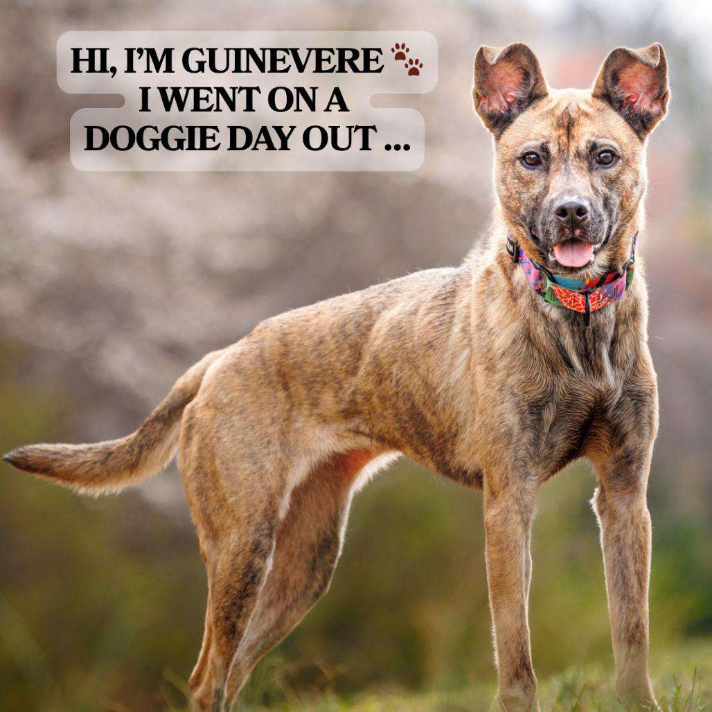 Enlarge Guinevere, a Adoptable Mixed Breed in Winston-Salem, NC image 6/6