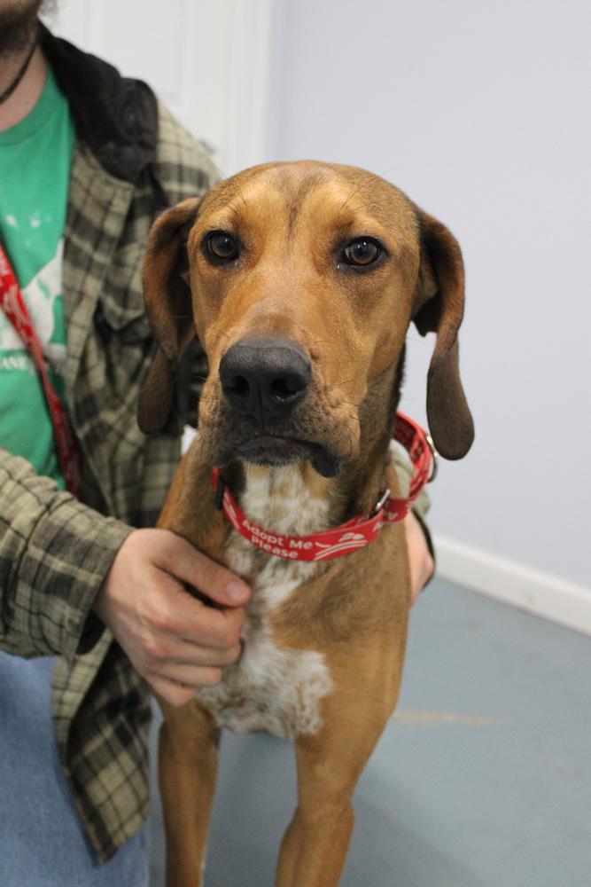 Annie Oakley - Longest Canine Resident, Adoptable, Adult Female Hound.