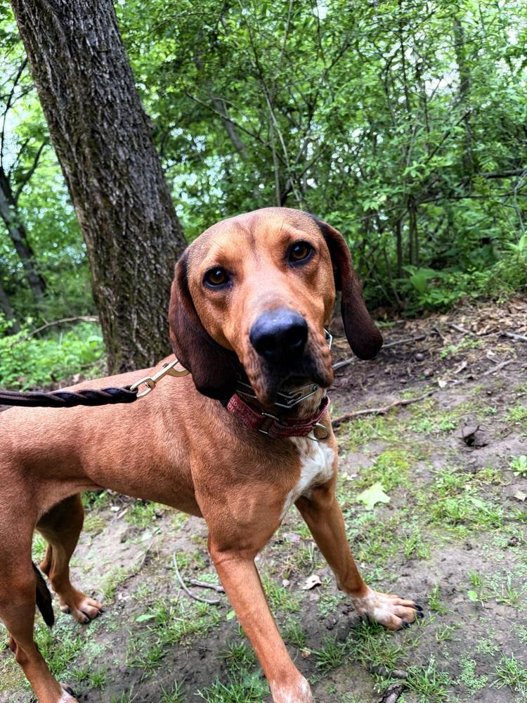 Enlarge Annie Oakley - Longest Canine Resident, a Adoptable mixed breed in Linton, IN image 2/5