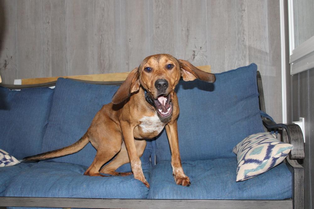 Annie Oakley - Longest Canine Resident, a Adoptable mixed breed in Linton, IN image 2/4