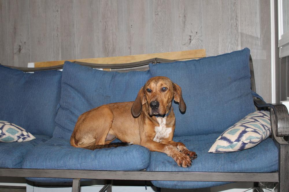 Annie Oakley - Longest Canine Resident, a Adoptable mixed breed in Linton, IN image 3/4
