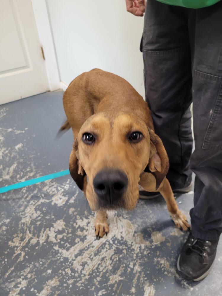 Annie Oakley - Longest Canine Resident, a Adoptable mixed breed in Linton, IN image 4/4