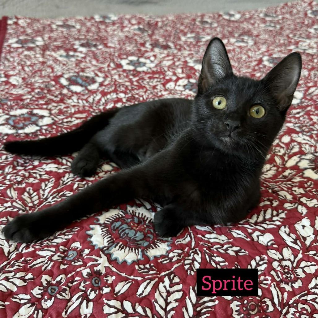 Sprite, Adoptable, Kitten Female Domestic Short Hair.