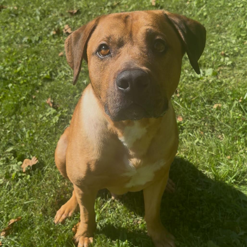 Bear, Adoptable, Adult Male Pit Bull Terrier & Mixed Breed.