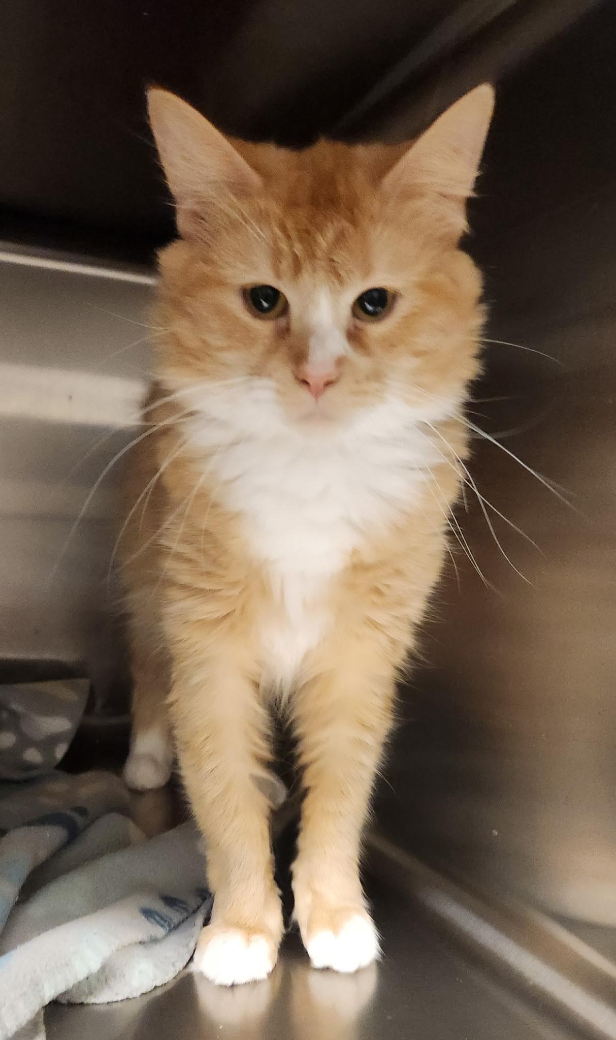 Enlarge Icarus, a Adoptable Domestic Long Hair in Stanley, VA image 2/2