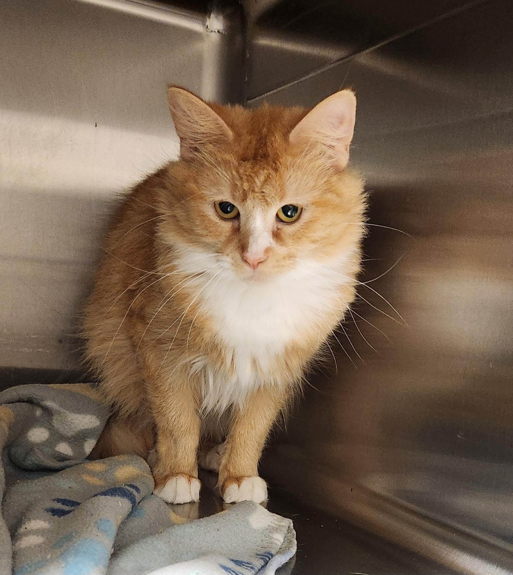 Icarus, Adoptable, Adult Female Domestic Long Hair.