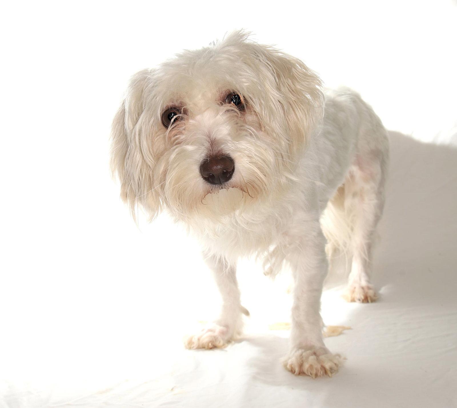 Caroline, Adopted, Adult Female Maltese & Bichon Frise.