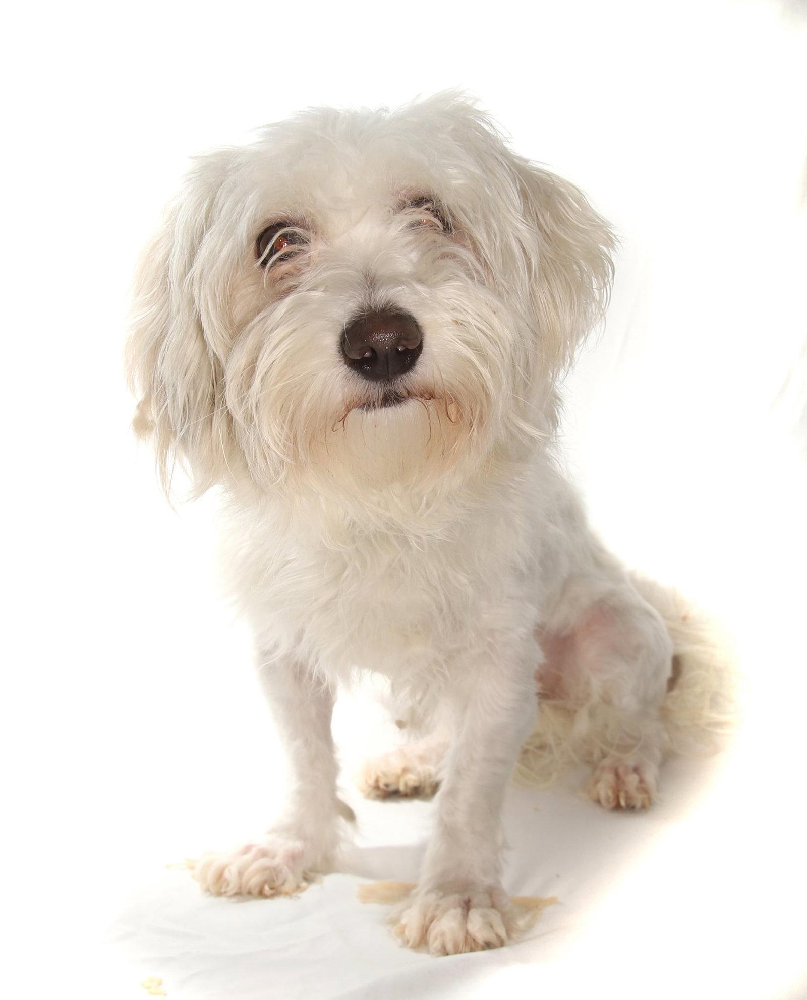 Enlarge Caroline, a Adopted mixed breed in Oakland Park, FL image 2/3