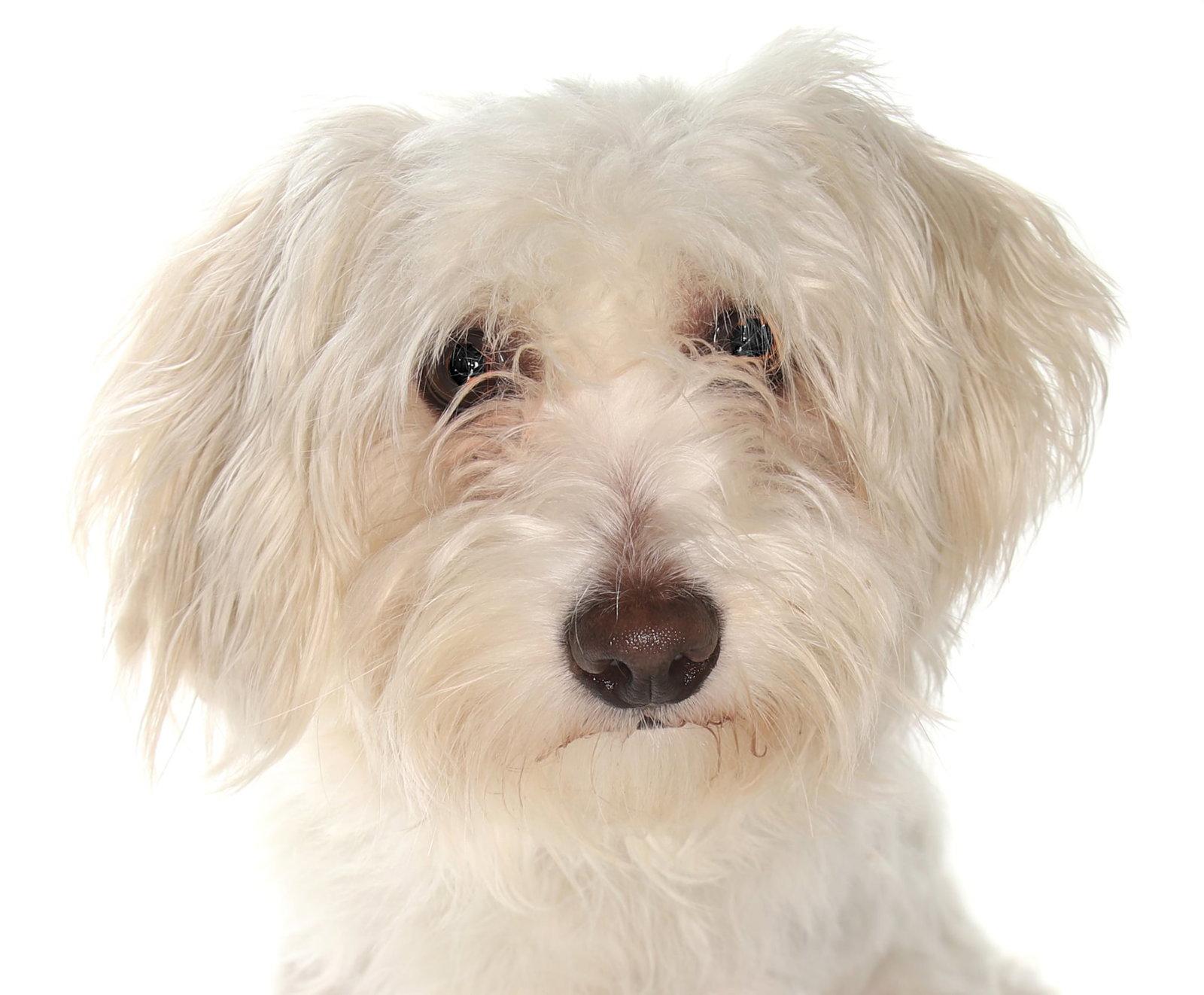 Enlarge Caroline, a Adopted mixed breed in Oakland Park, FL image 3/3