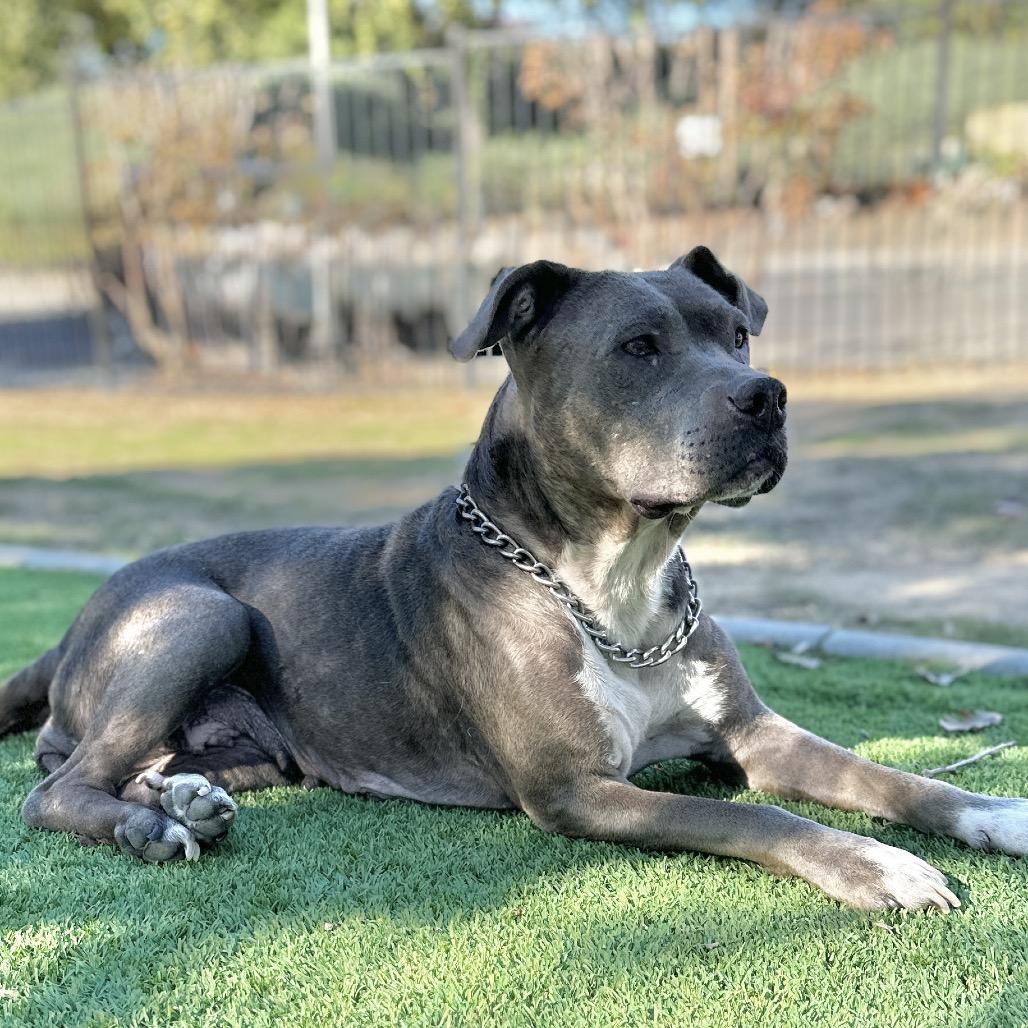 Agatha, a Adoptable Pit Bull Terrier in Dublin, CA image 5/6