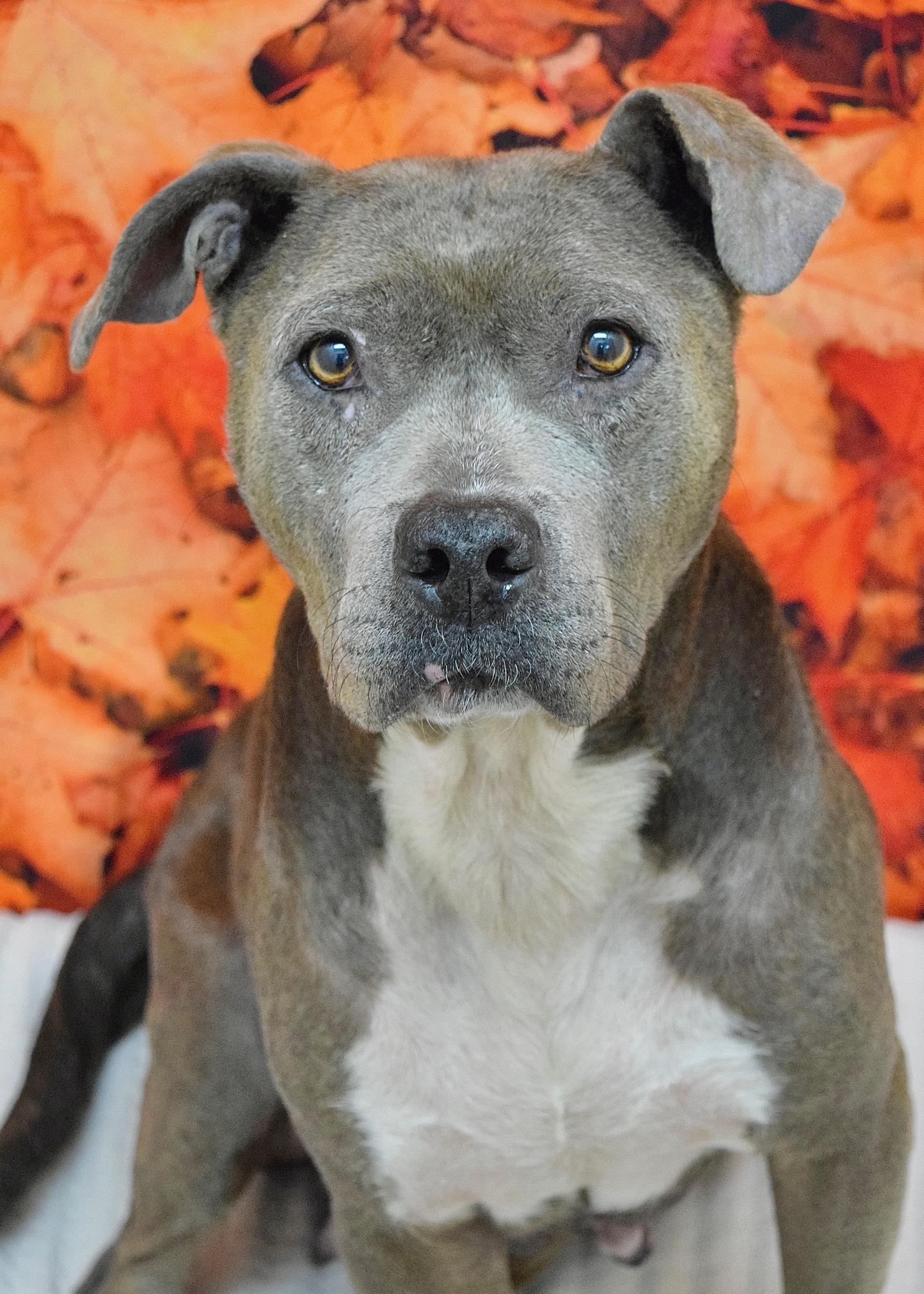Agatha, a Adoptable Pit Bull Terrier in Dublin, CA image 2/6