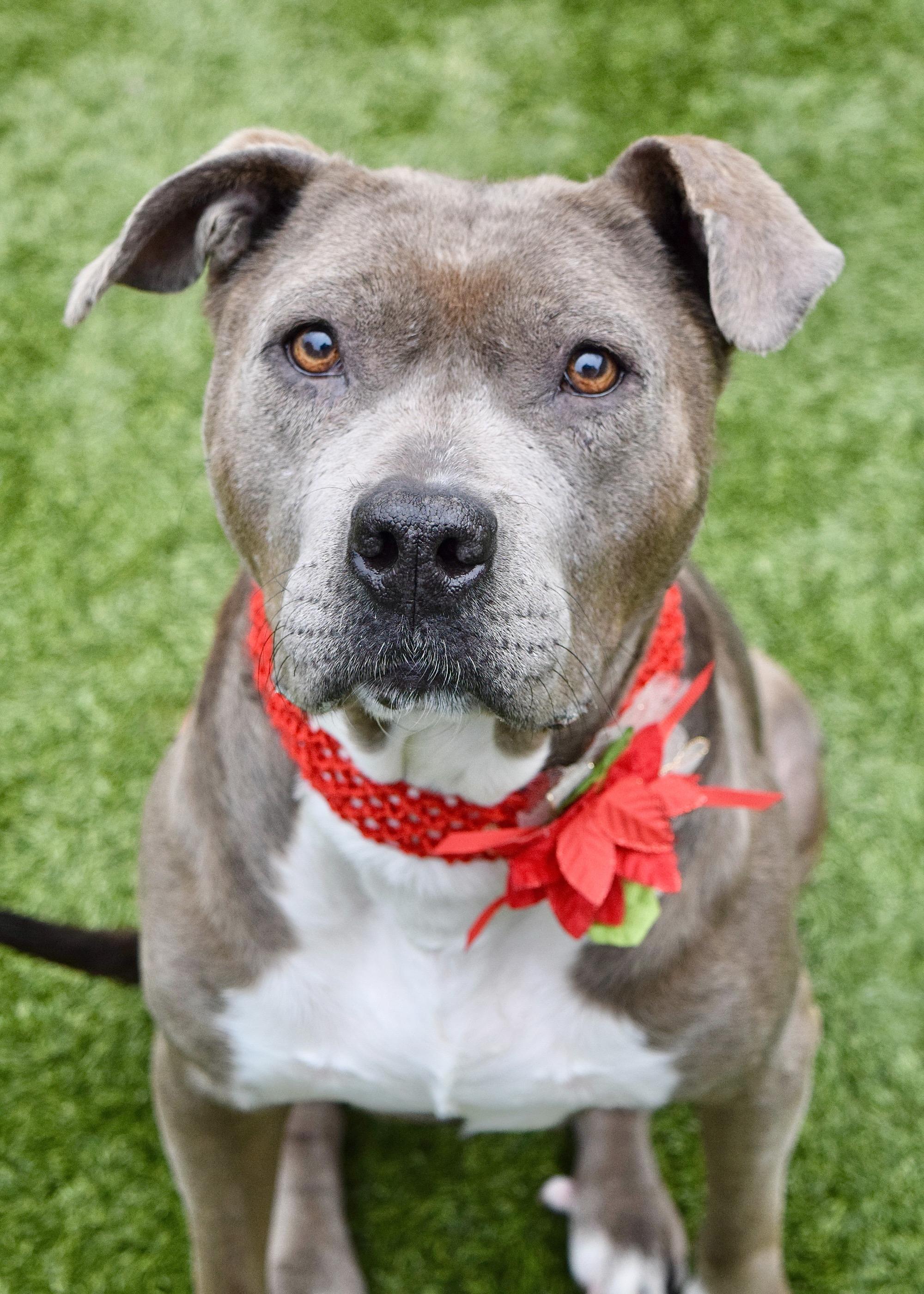 Enlarge Agatha, a Adoptable Pit Bull Terrier in Dublin, CA image 1/6