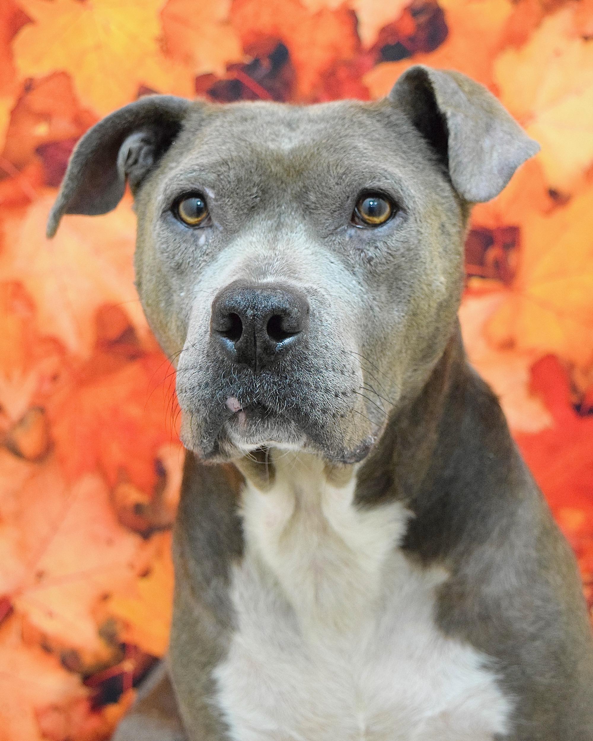 Agatha, Adoptable, Senior Female Pit Bull Terrier.