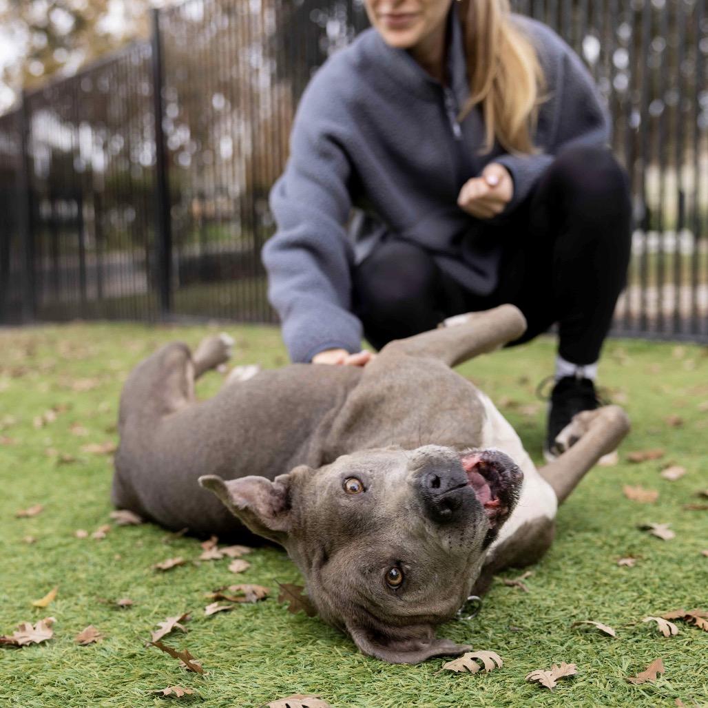 Agatha, a Adoptable Pit Bull Terrier in Dublin, CA image 4/6