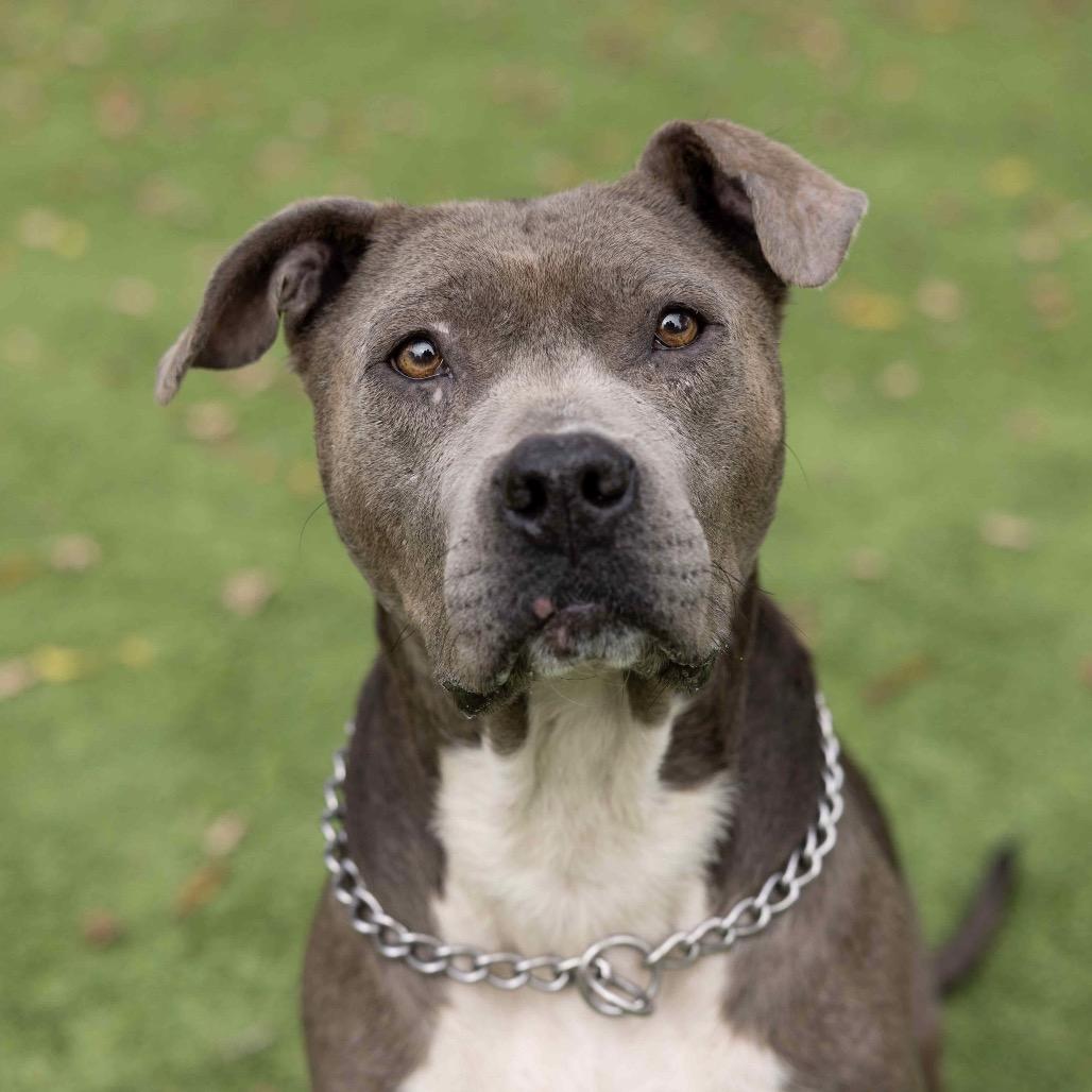 Agatha, a Adoptable Pit Bull Terrier in Dublin, CA image 3/6