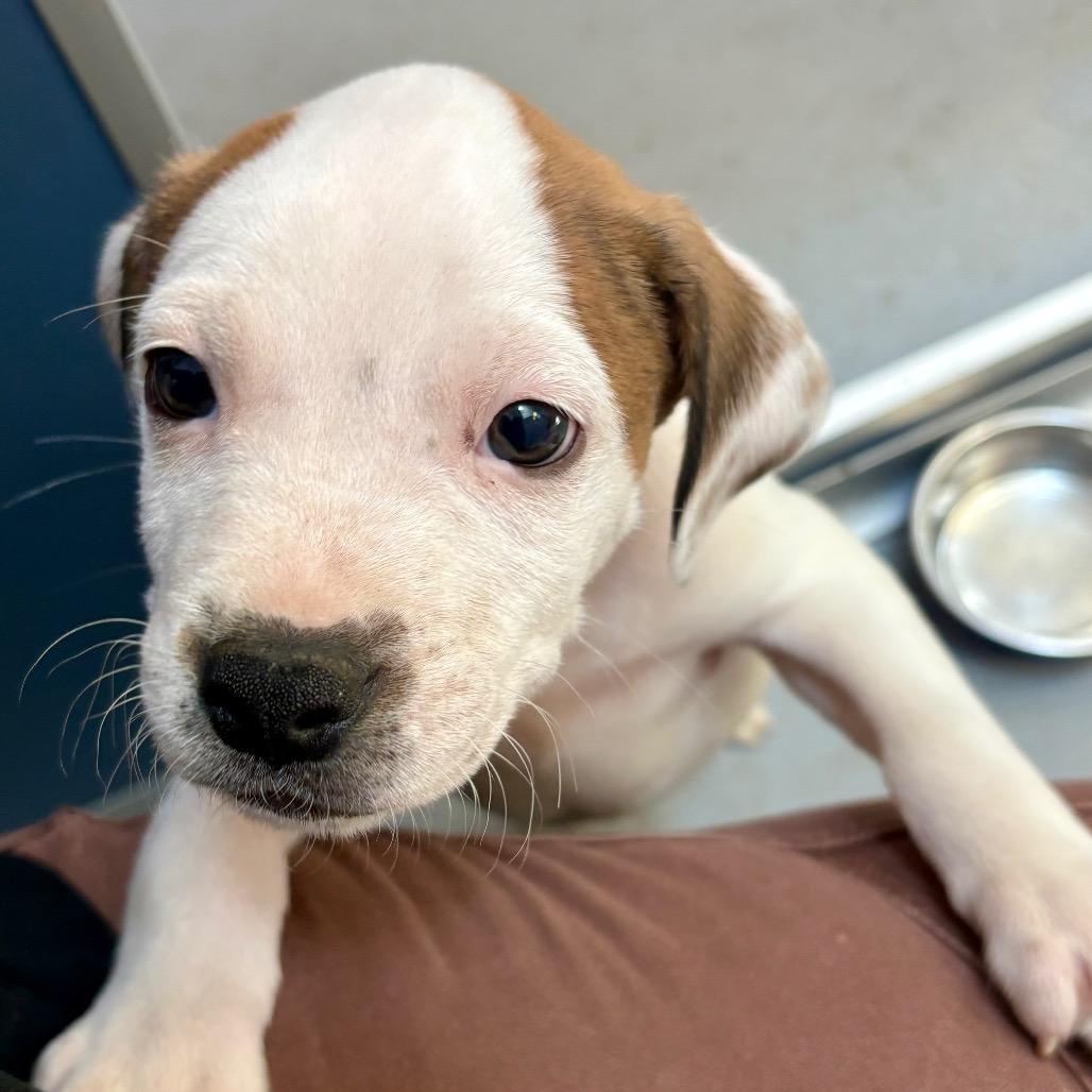 Enlarge Cookie Dough, a Adoptable mixed breed in New Fairfield, CT image 1/5