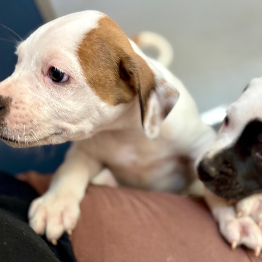 Enlarge Cookie Dough, a Adoptable mixed breed in New Fairfield, CT image 2/5