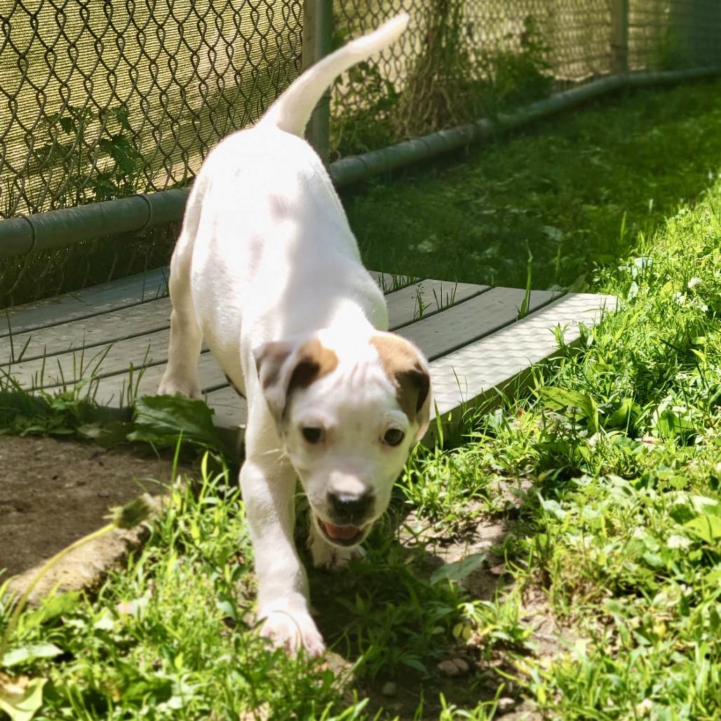 Enlarge Cookie Dough, a Adoptable mixed breed in New Fairfield, CT image 3/5