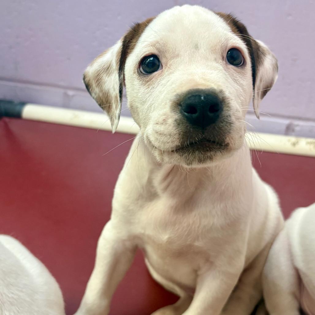Enlarge Cookie Dough, a Adoptable mixed breed in New Fairfield, CT image 4/5