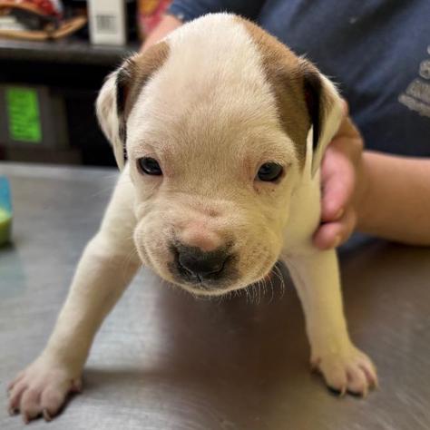 Enlarge Cookie Dough, a Adoptable mixed breed in New Fairfield, CT image 5/5
