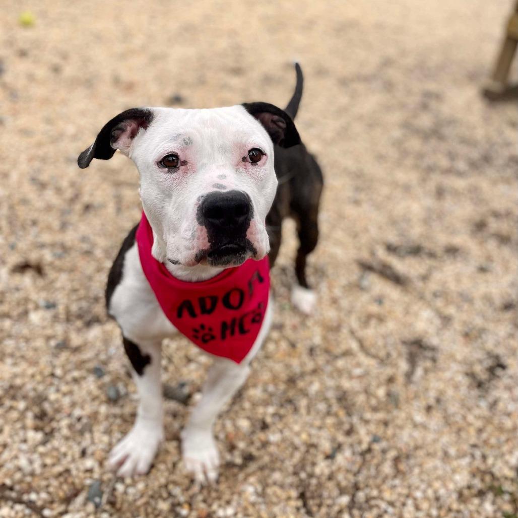 Enlarge Jackie, a Adoptable Pit Bull Terrier in Newark, NJ image 2/6