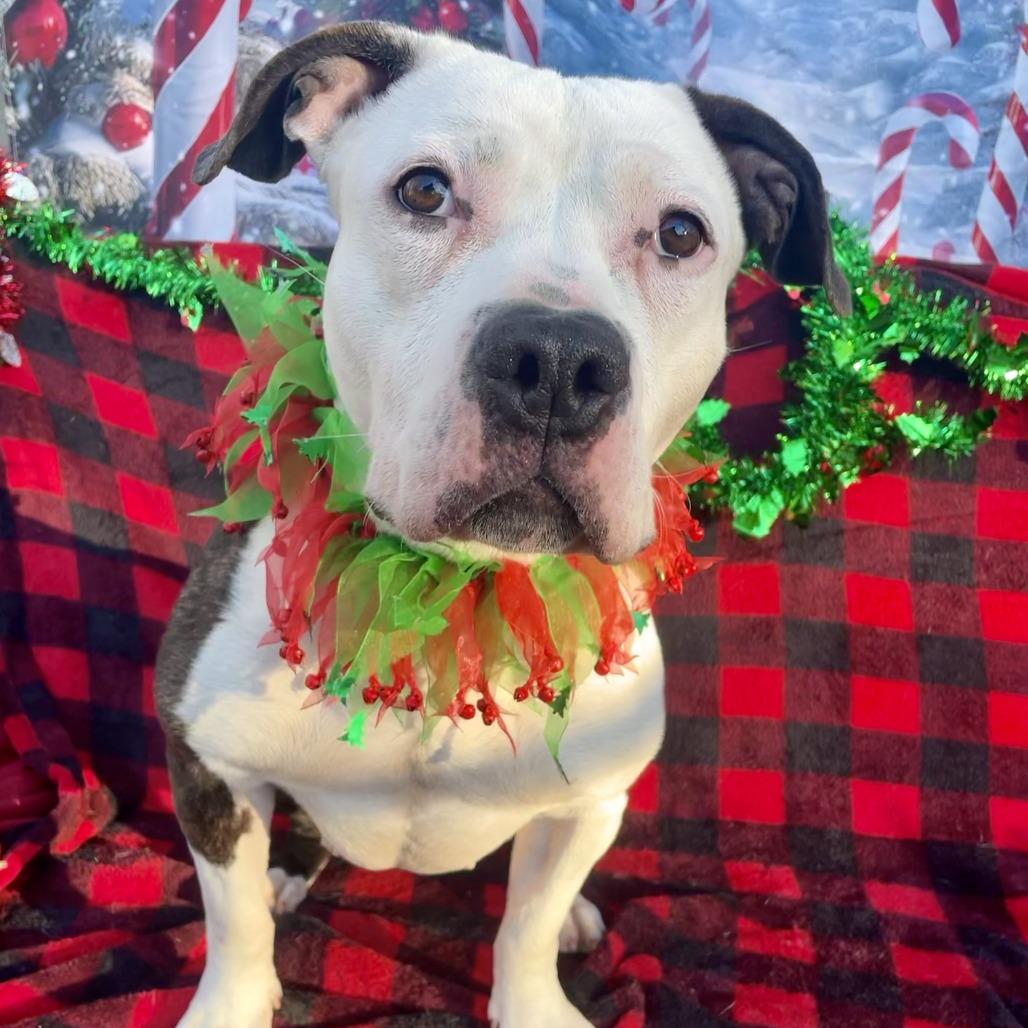 Enlarge Jackie, a Adoptable Pit Bull Terrier in Newark, NJ image 3/6