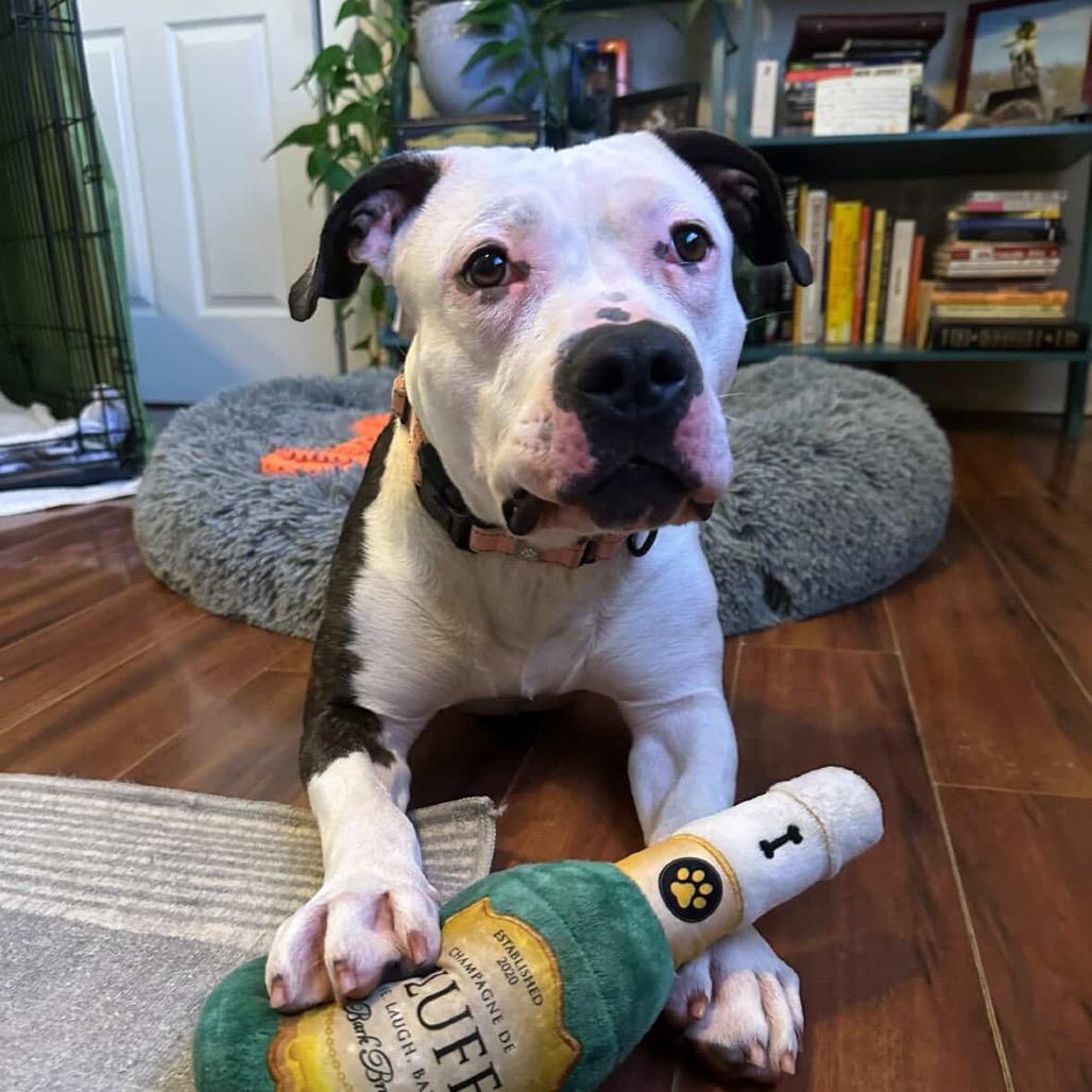 Enlarge Jackie, a Adoptable Pit Bull Terrier in Newark, NJ image 4/6