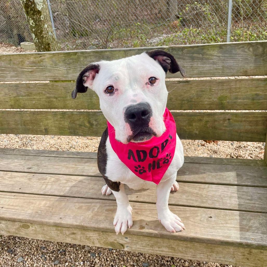 Enlarge Jackie, a Adoptable Pit Bull Terrier in Newark, NJ image 6/6