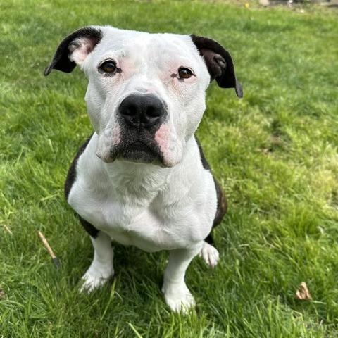 Enlarge Jackie, a Adoptable Pit Bull Terrier in Newark, NJ image 6/6