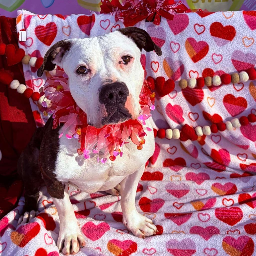 Enlarge Jackie, a Adoptable Pit Bull Terrier in Newark, NJ image 6/6