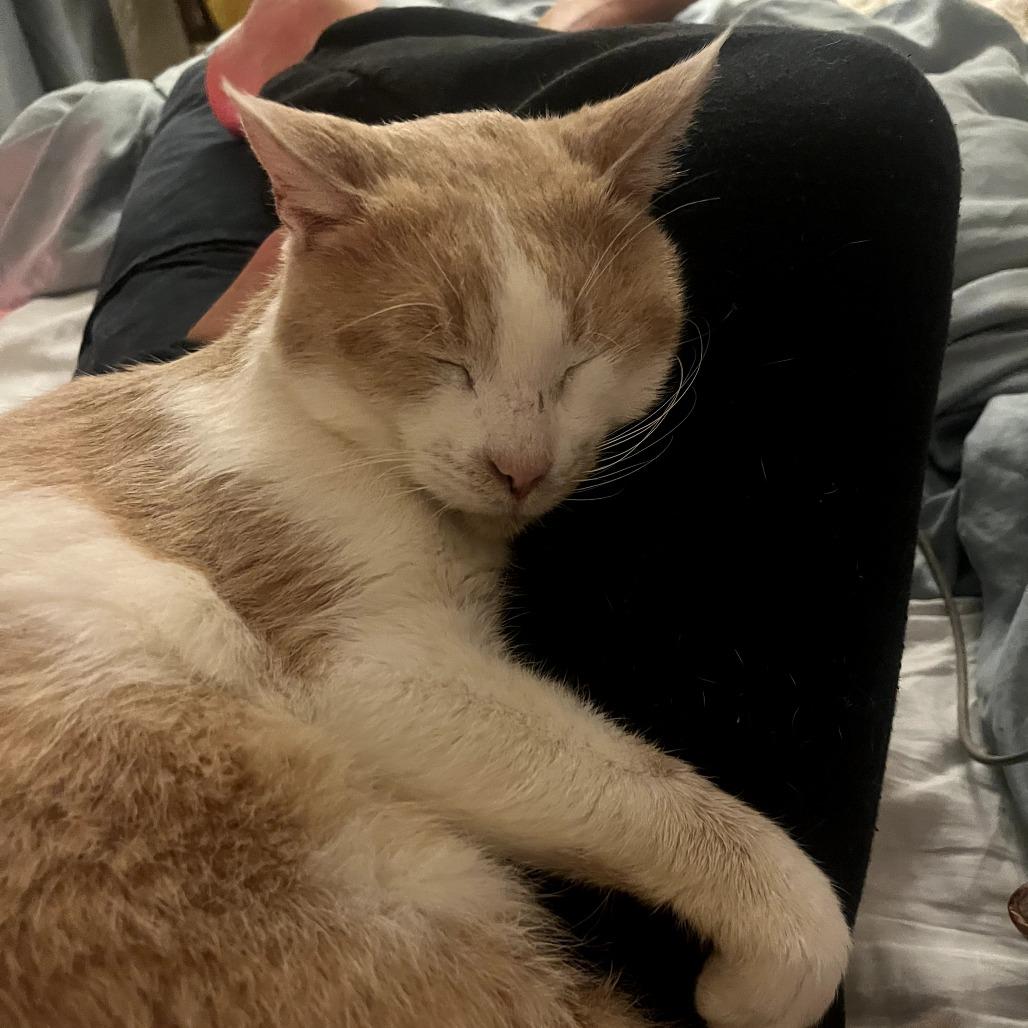 Enlarge Gallagher, a Adoptable Domestic Short Hair in Long Beach, CA image 1/6