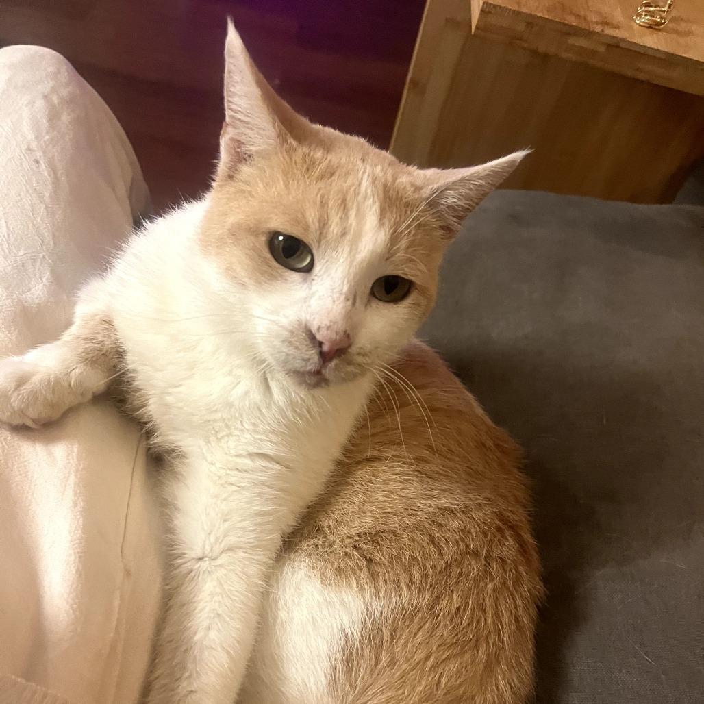 Enlarge Gallagher, a Adoptable Domestic Short Hair in Long Beach, CA image 2/6