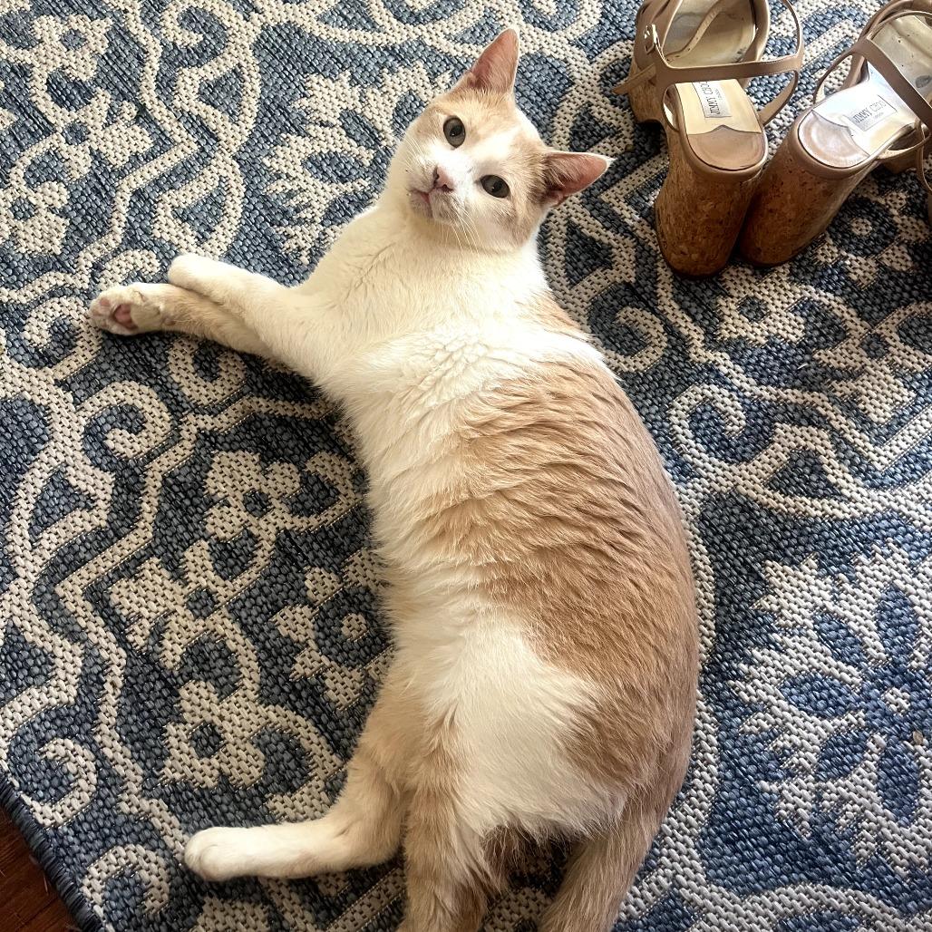 Enlarge Gallagher, a Adoptable Domestic Short Hair in Long Beach, CA image 3/6