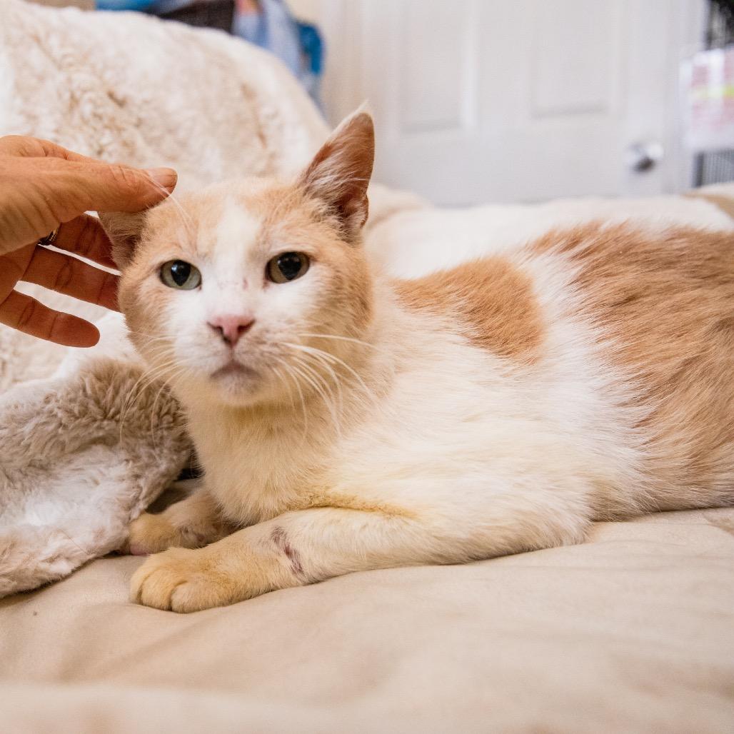 Enlarge Gallagher, a Adoptable Domestic Short Hair in Long Beach, CA image 4/6