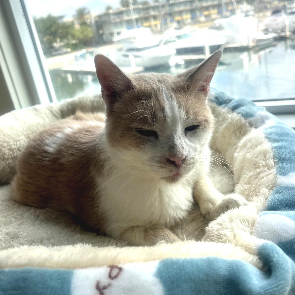 Enlarge Gallagher, a Adoptable Domestic Short Hair in Long Beach, CA image 5/6