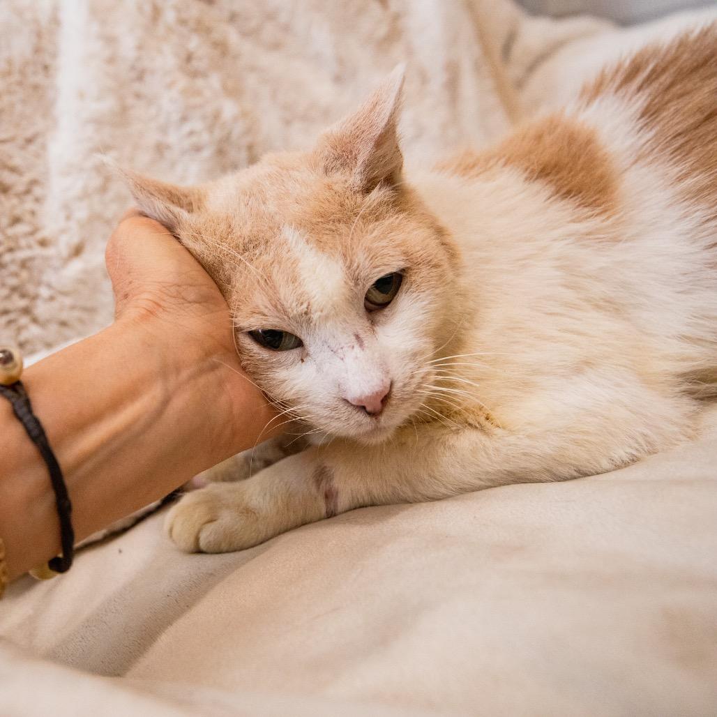 Enlarge Gallagher, a Adoptable Domestic Short Hair in Long Beach, CA image 6/6