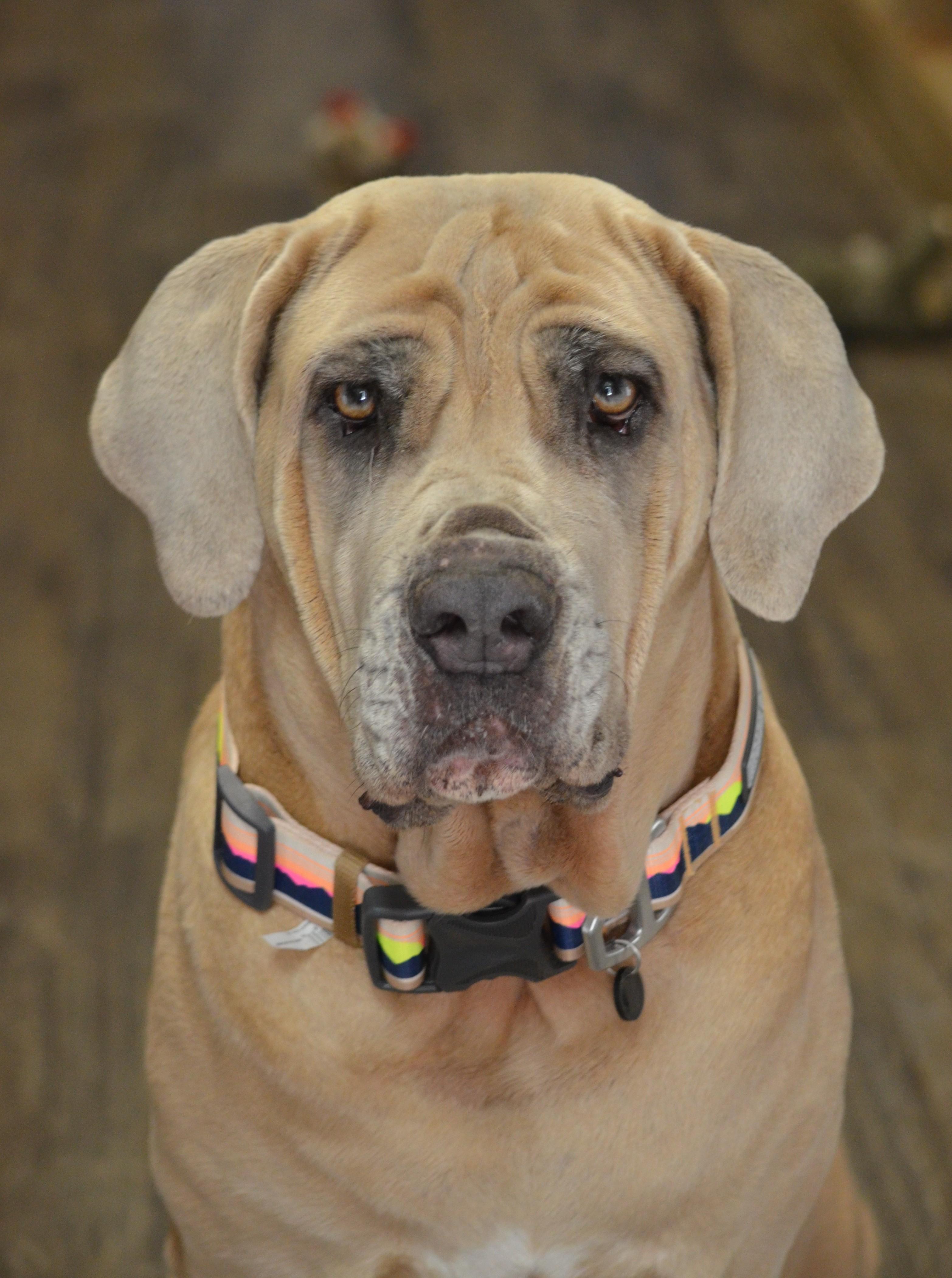 Luna, adopted, Adult Female Cane Corso.