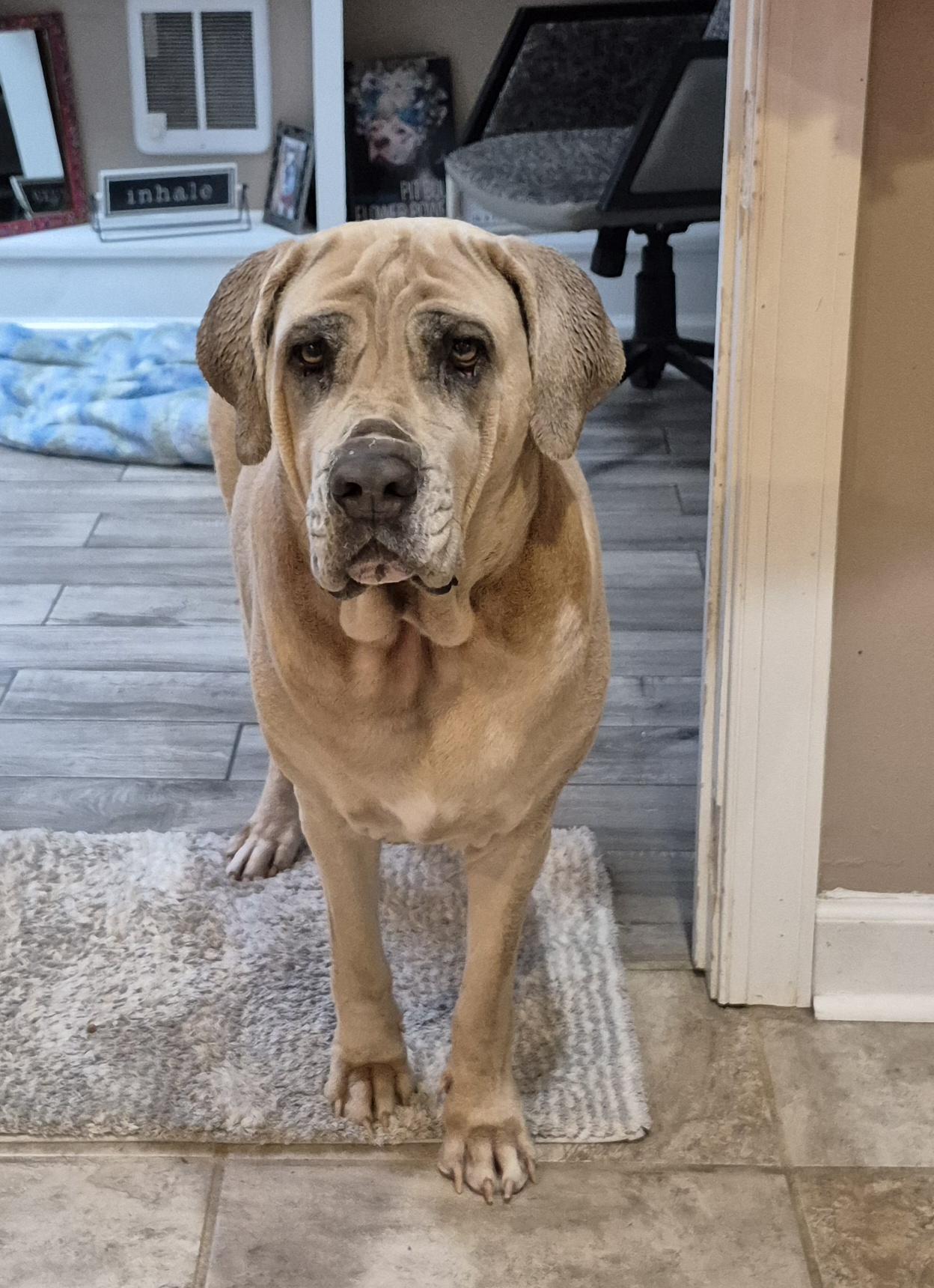 Enlarge Luna, an adopted Cane Corso in Amissville, VA image 3/3