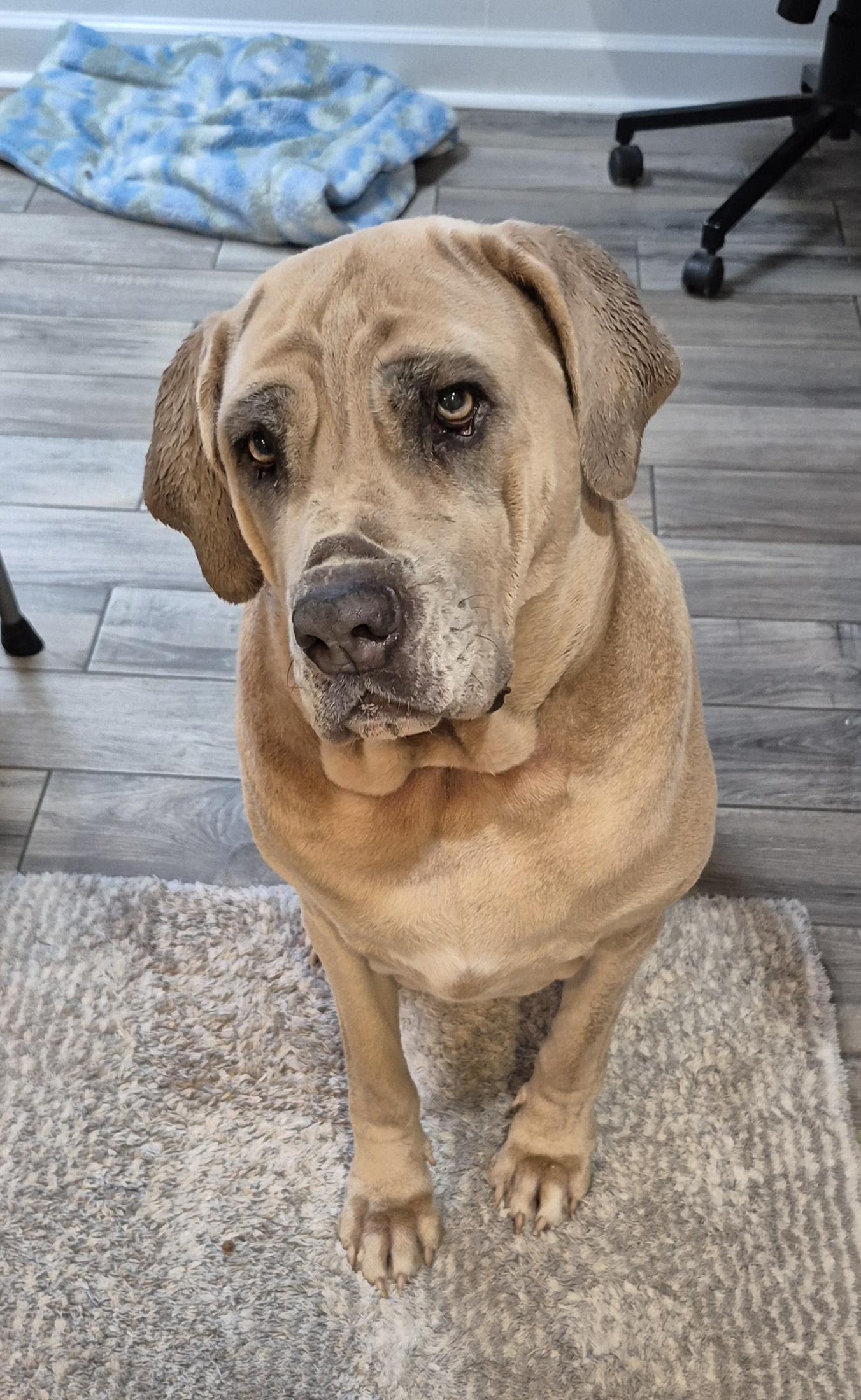 Enlarge Luna, an adopted Cane Corso in Amissville, VA image 2/3