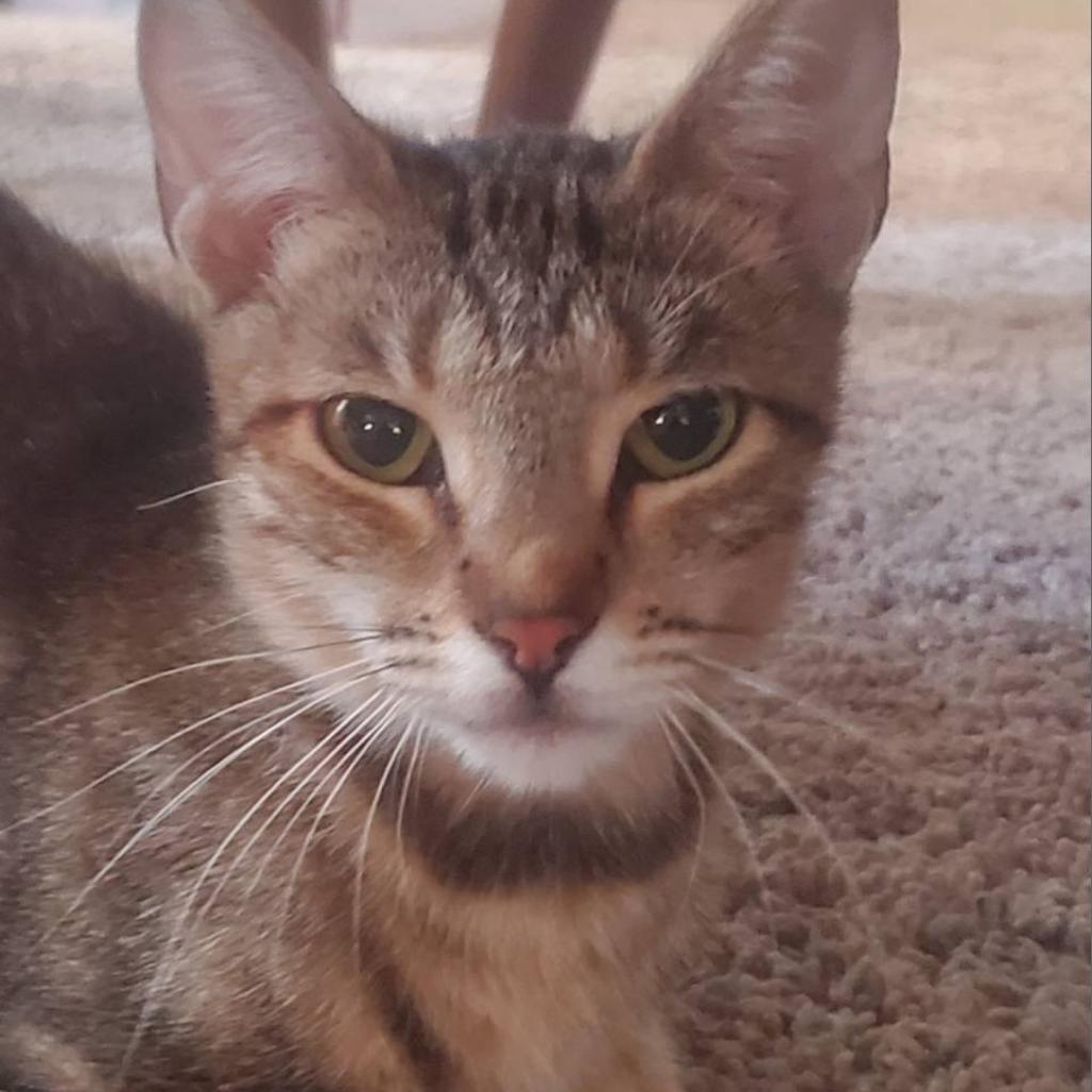 Maxi, a Adoptable Domestic Short Hair in Los Angeles, CA image 1/6