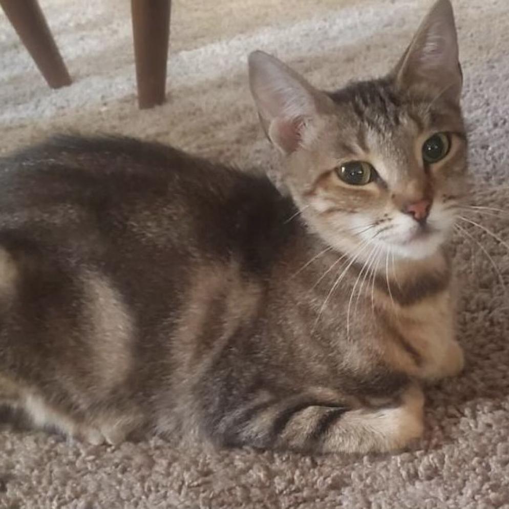 Maxi, a Adoptable Domestic Short Hair in Los Angeles, CA image 2/6
