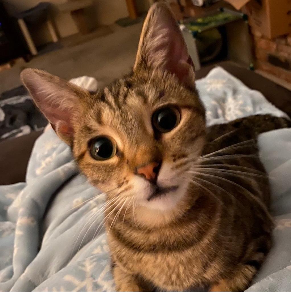 Maxi, a Adoptable Domestic Short Hair in Los Angeles, CA image 3/6