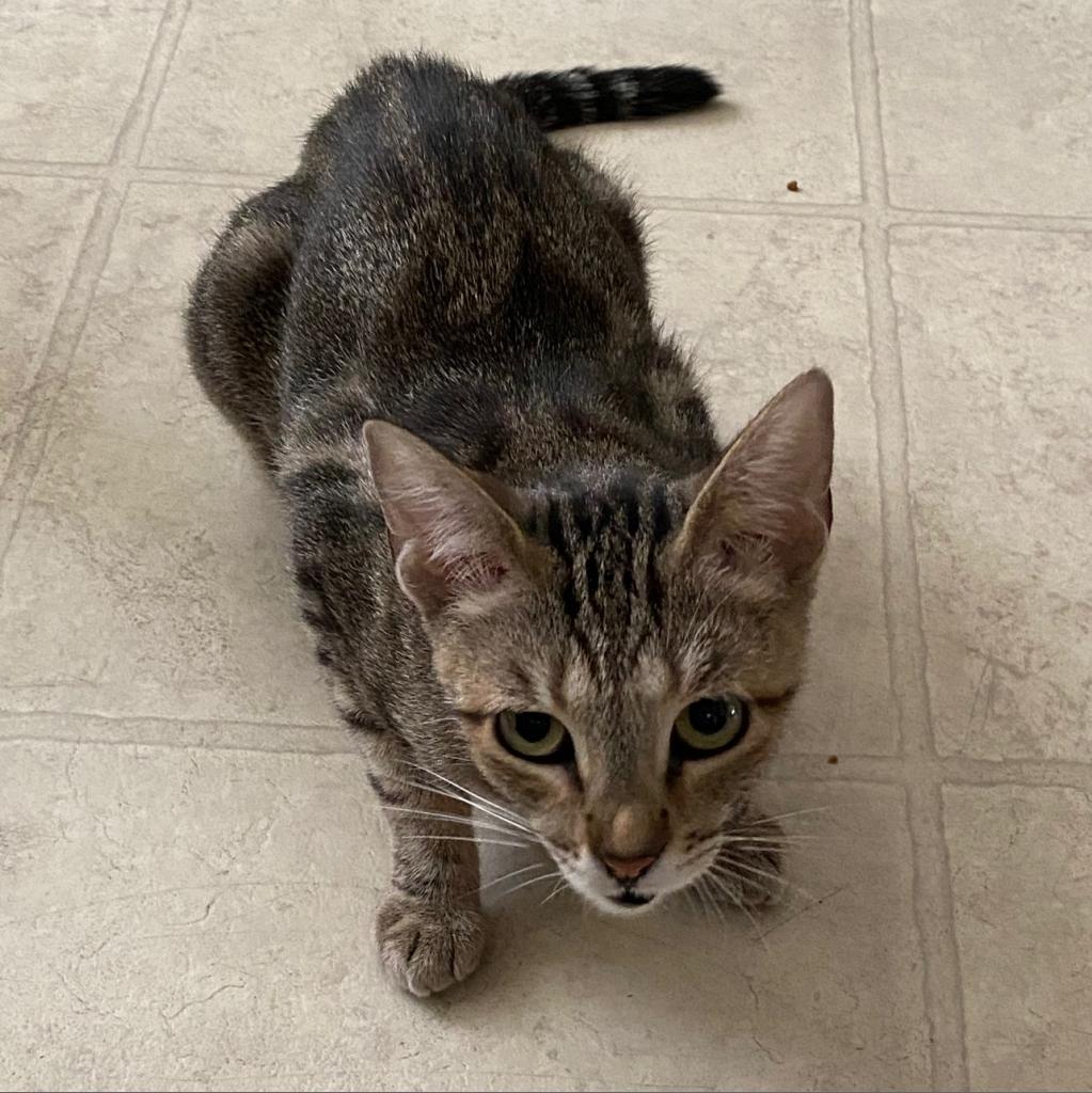 Maxi, a Adoptable Domestic Short Hair in Los Angeles, CA image 4/6