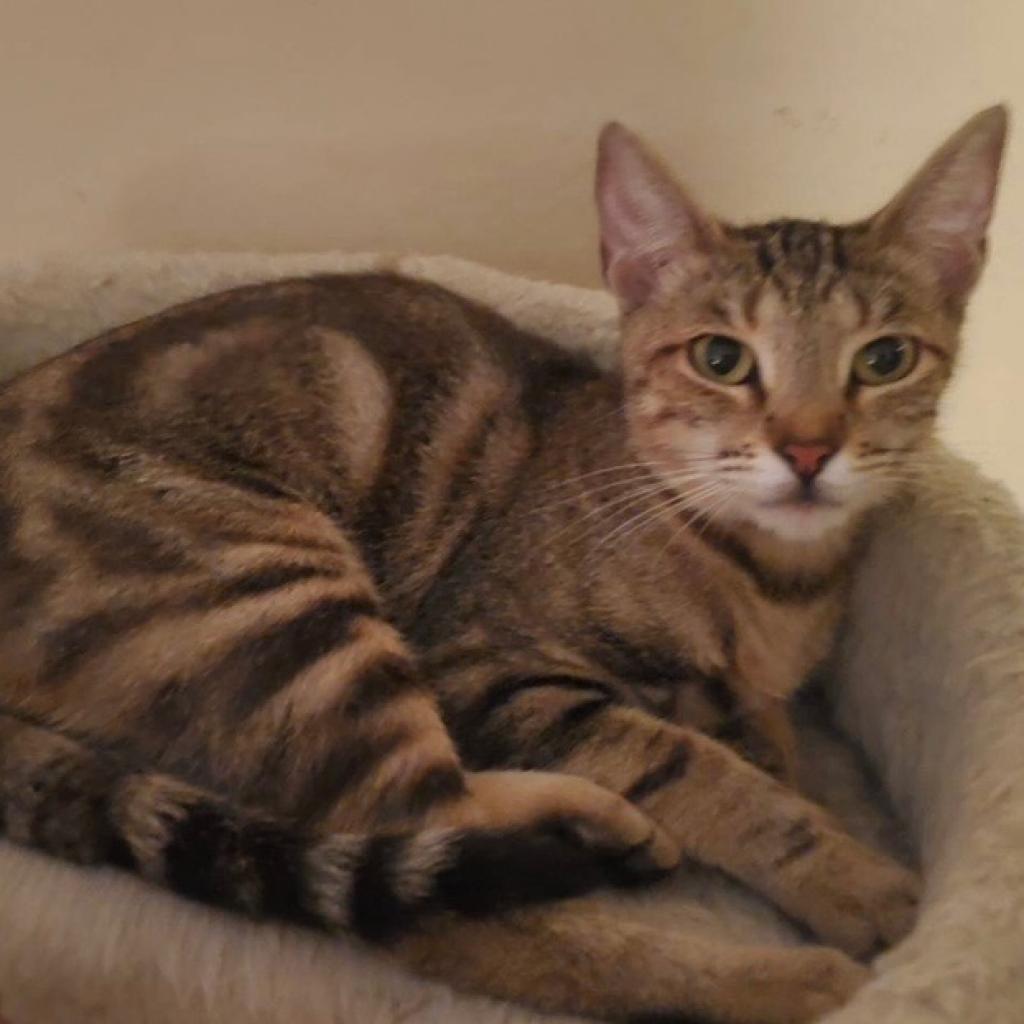 Maxi, a Adoptable Domestic Short Hair in Los Angeles, CA image 5/6