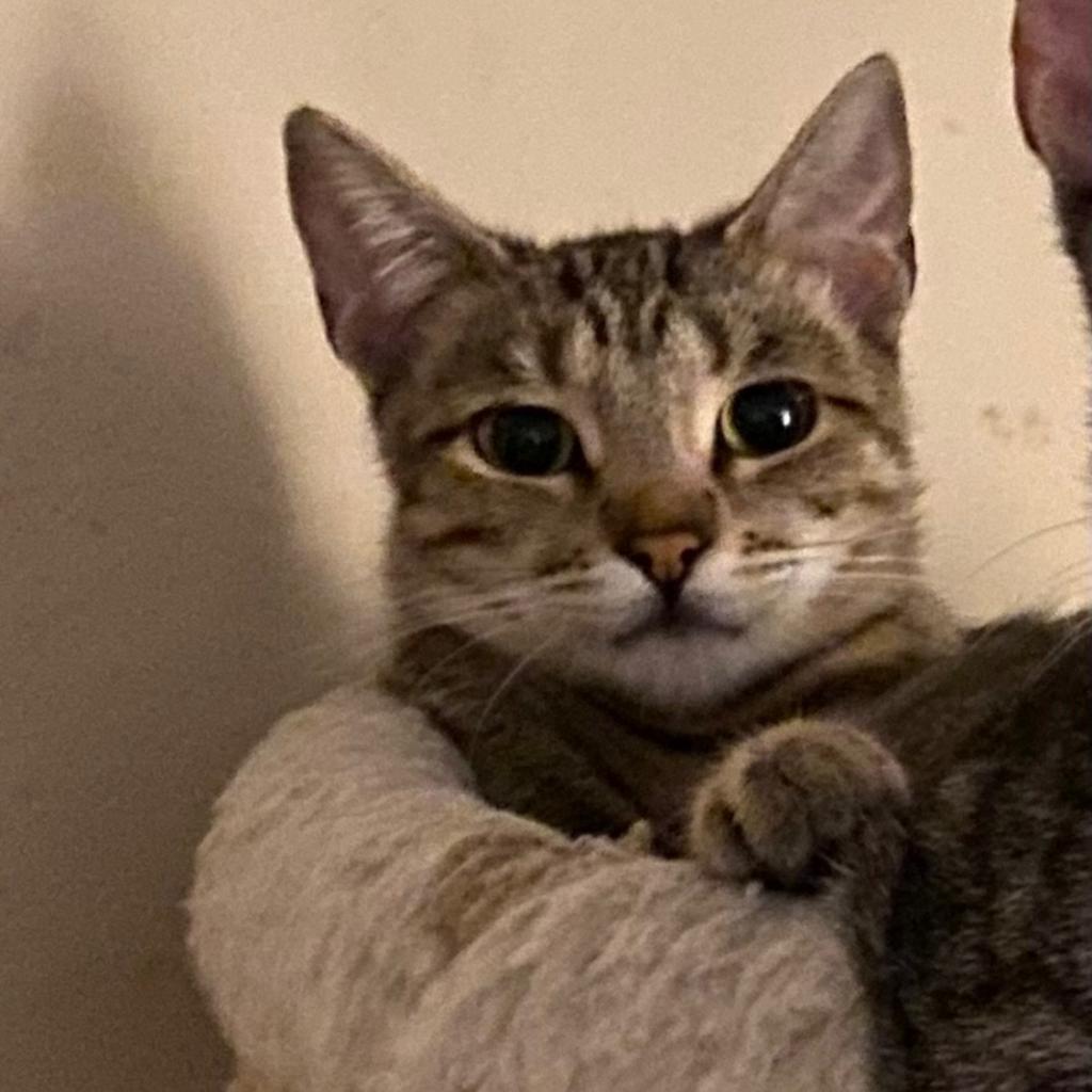 Maxi, a Adoptable Domestic Short Hair in Los Angeles, CA image 6/6