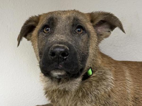Quart, Adoptable, Puppy Female Belgian Shepherd / Malinois & German Shepherd Dog.