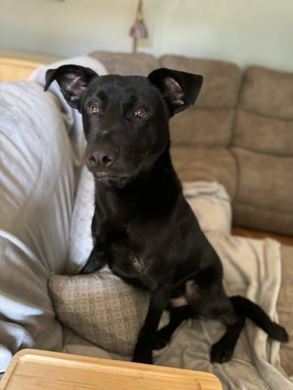 Enlarge Zade, a ADOPTABLE Mixed Breed in DeKalb, IL image 3/4