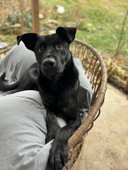 Enlarge Zade, a ADOPTABLE Mixed Breed in DeKalb, IL image 4/4