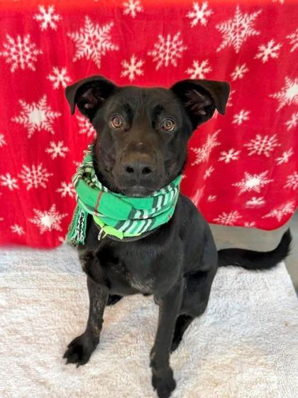 Enlarge Zade, a ADOPTABLE Mixed Breed in DeKalb, IL image 2/4