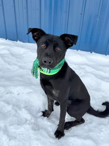 Enlarge Zade, a ADOPTABLE Mixed Breed in DeKalb, IL image 1/4